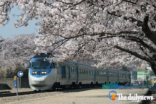 벚꽃의 절정, 진해군항제 기차와 함께 GO GO